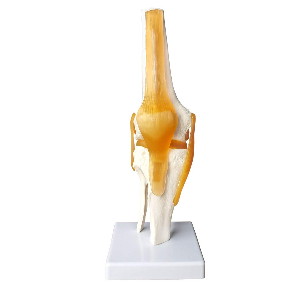 Evotech Scientific Life Size Human Functional Knee Joint Model with Ligament