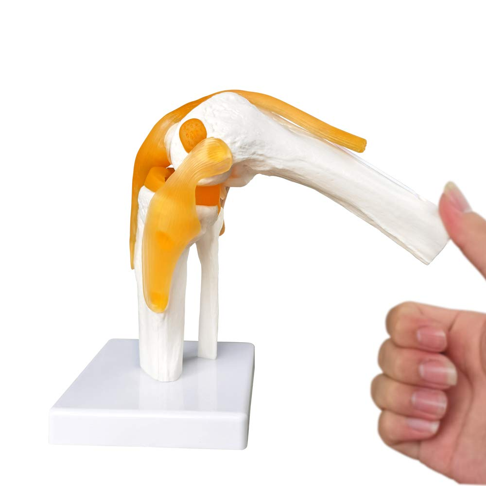 Modular Knee Model Anatomical Knee Joint Model Life-Size Knee Joint Model With Ligaments ...