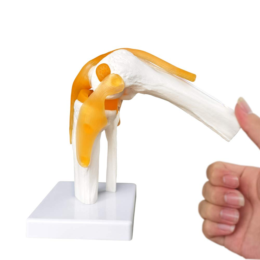 Evotech Scientific Life Size Human Functional Knee Joint Model with Ligament