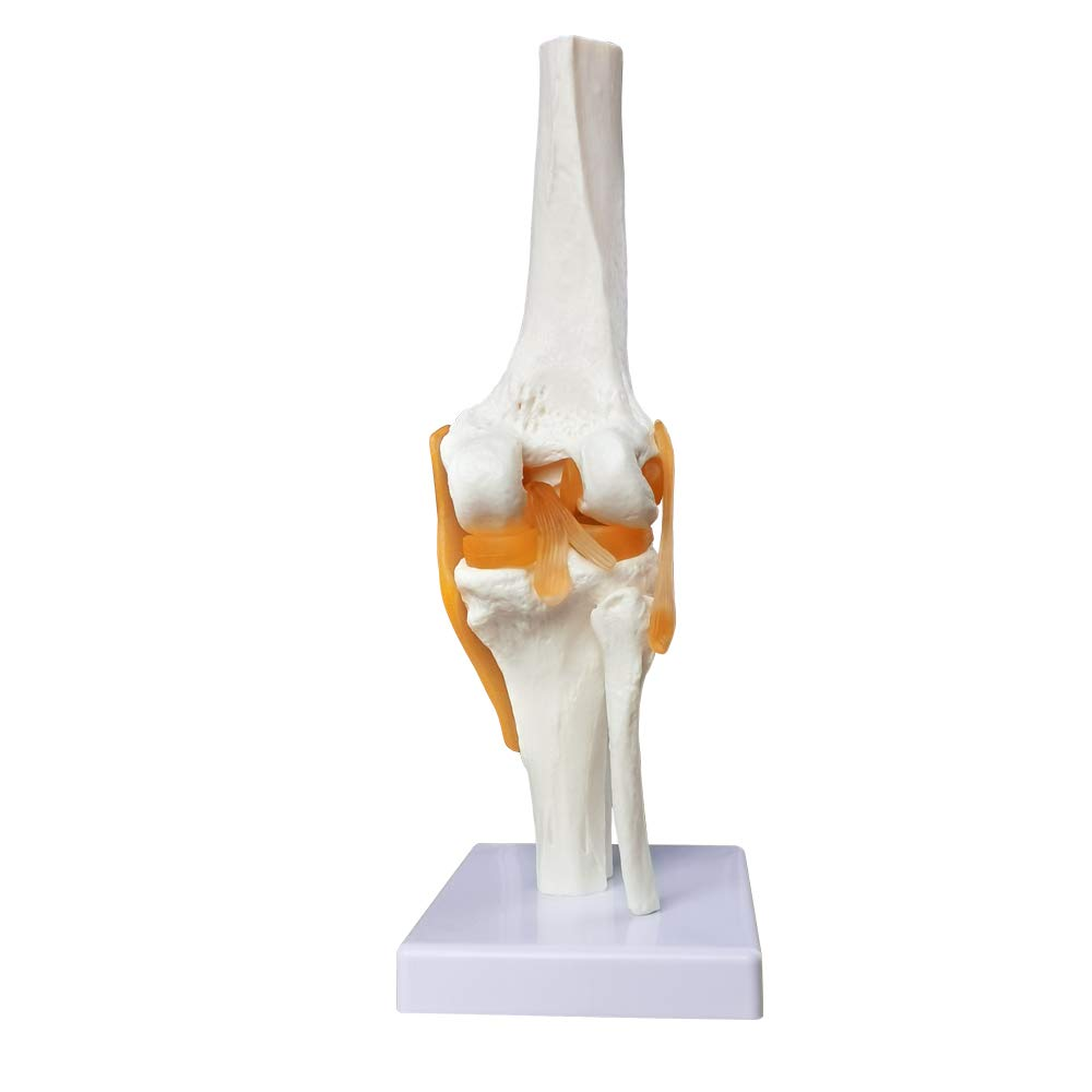 Evotech Scientific Life Size Human Functional Knee Joint Model with Ligament