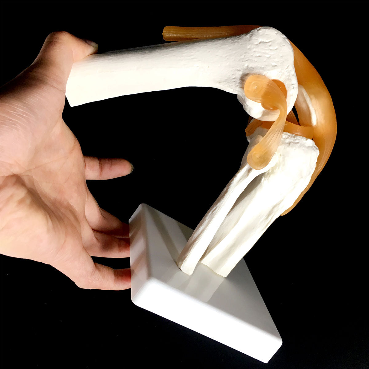 Evotech Scientific Life Size Human Functional Knee Joint Model with Ligament