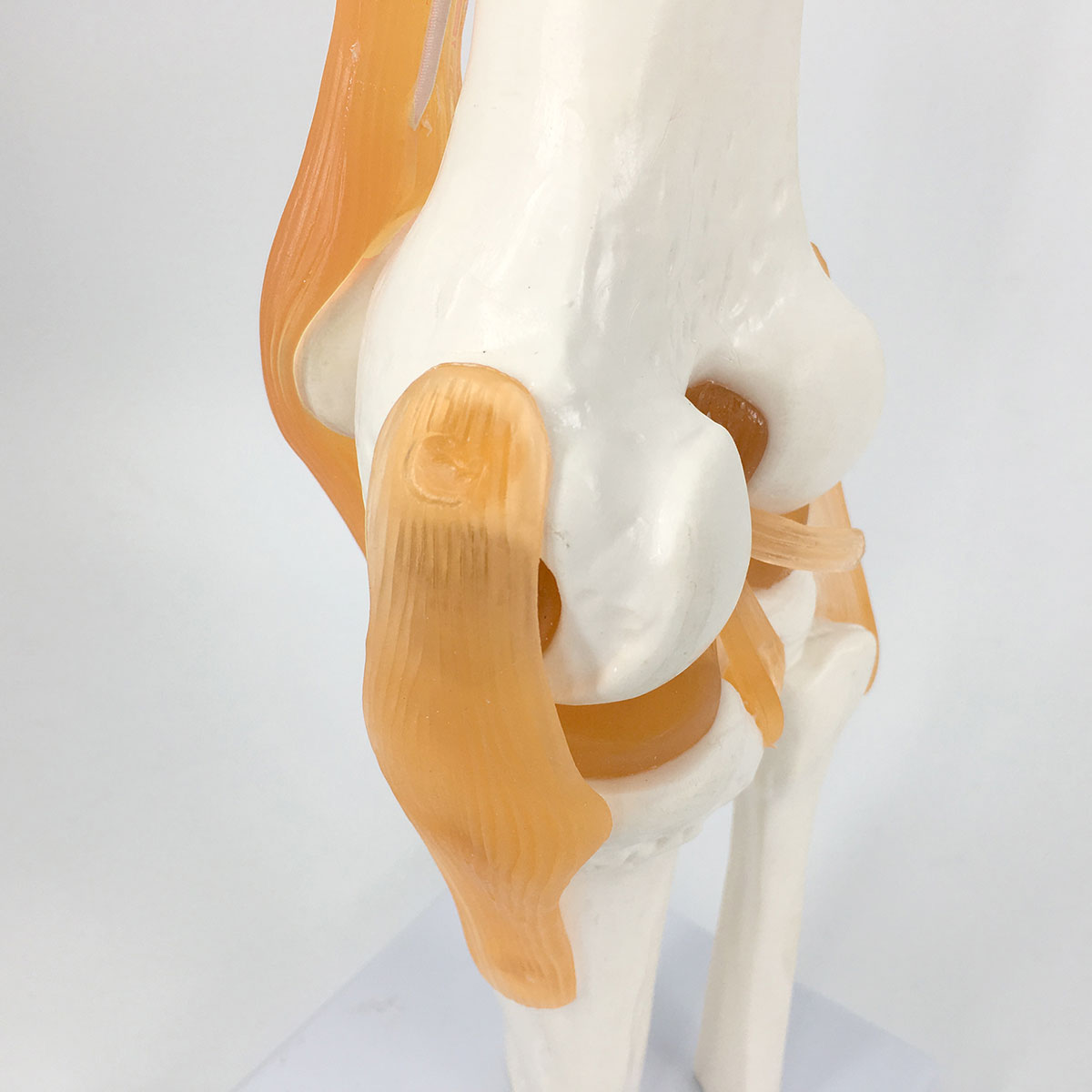 Evotech Scientific Life Size Human Functional Knee Joint Model with Ligament