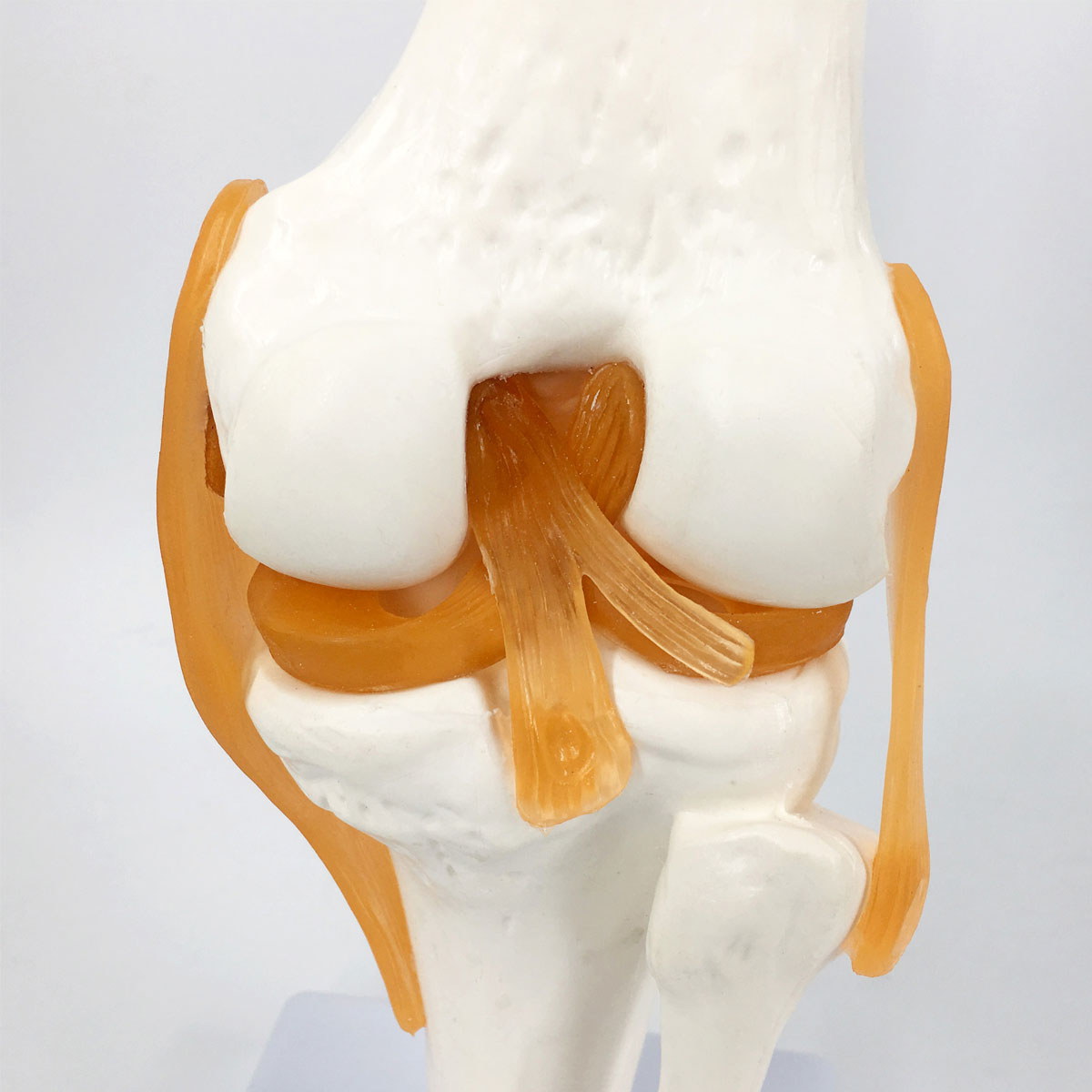 Evotech Scientific Life Size Human Functional Knee Joint Model with Ligament