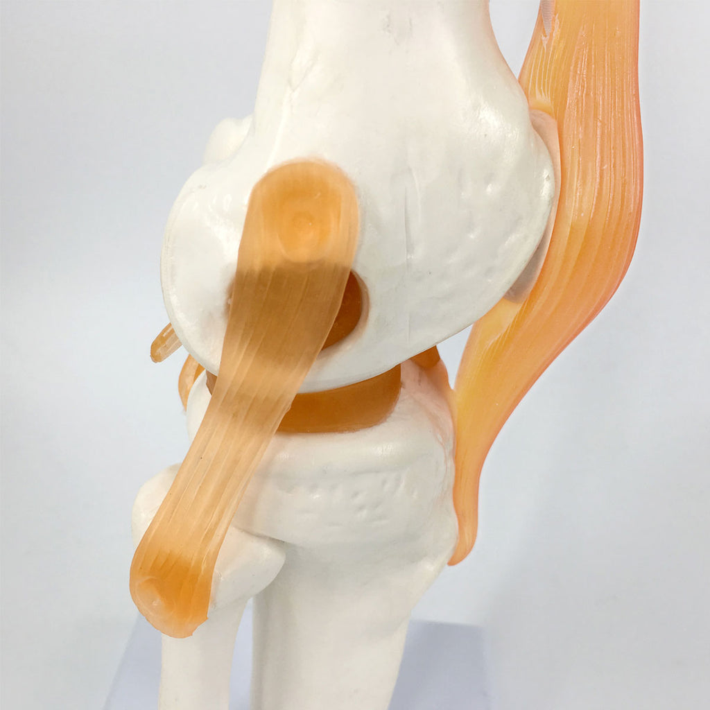 Evotech Scientific Life Size Human Functional Knee Joint Model with Ligament