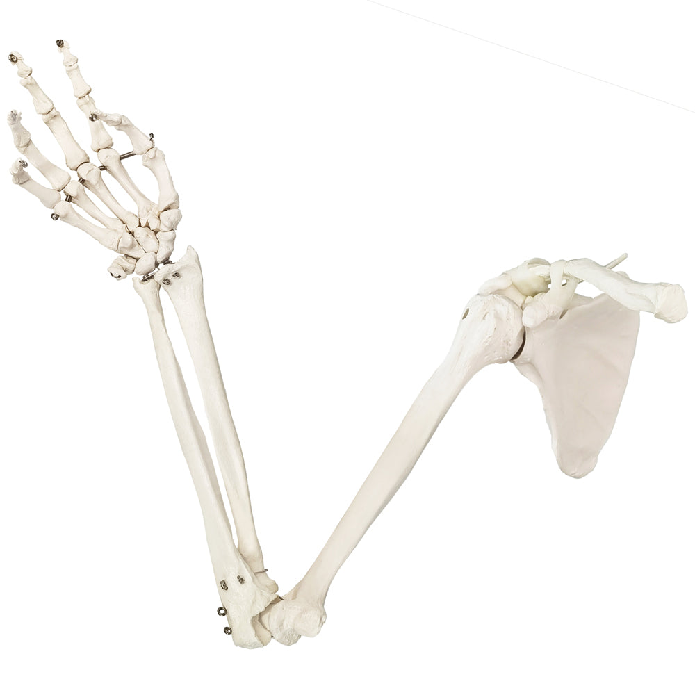 Evotech Scientific Life-Size Human Right Arm Skeleton Model