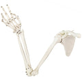 Evotech Scientific Life-Size Human Right Arm Skeleton Model