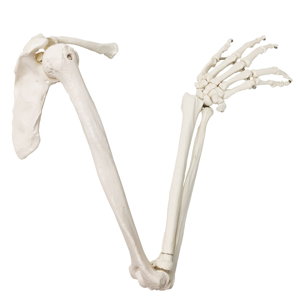 Evotech Scientific Life-Size Human Right Arm Skeleton Model