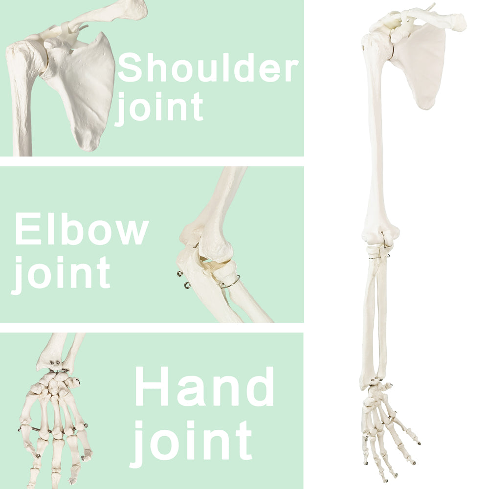Evotech Scientific Life-Size Human Right Arm Skeleton Model