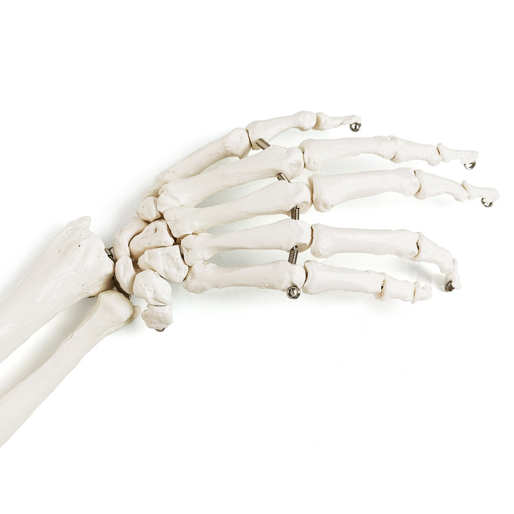 Evotech Scientific Life-Size Human Right Arm Skeleton Model