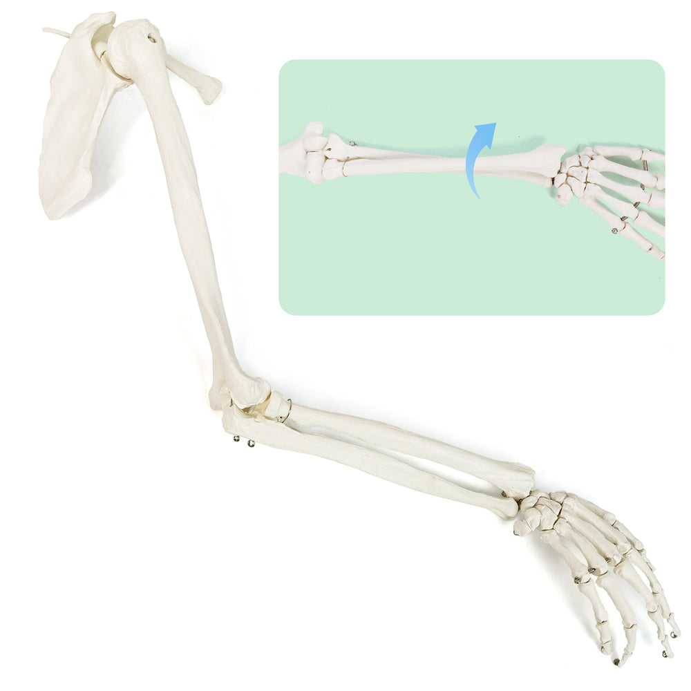 Evotech Scientific Life-Size Human Right Arm Skeleton Model