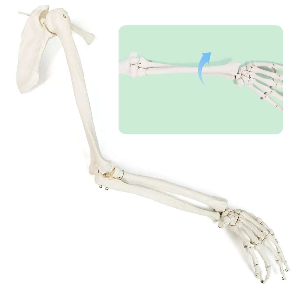 Evotech Scientific Life-Size Human Right Arm Skeleton Model ...