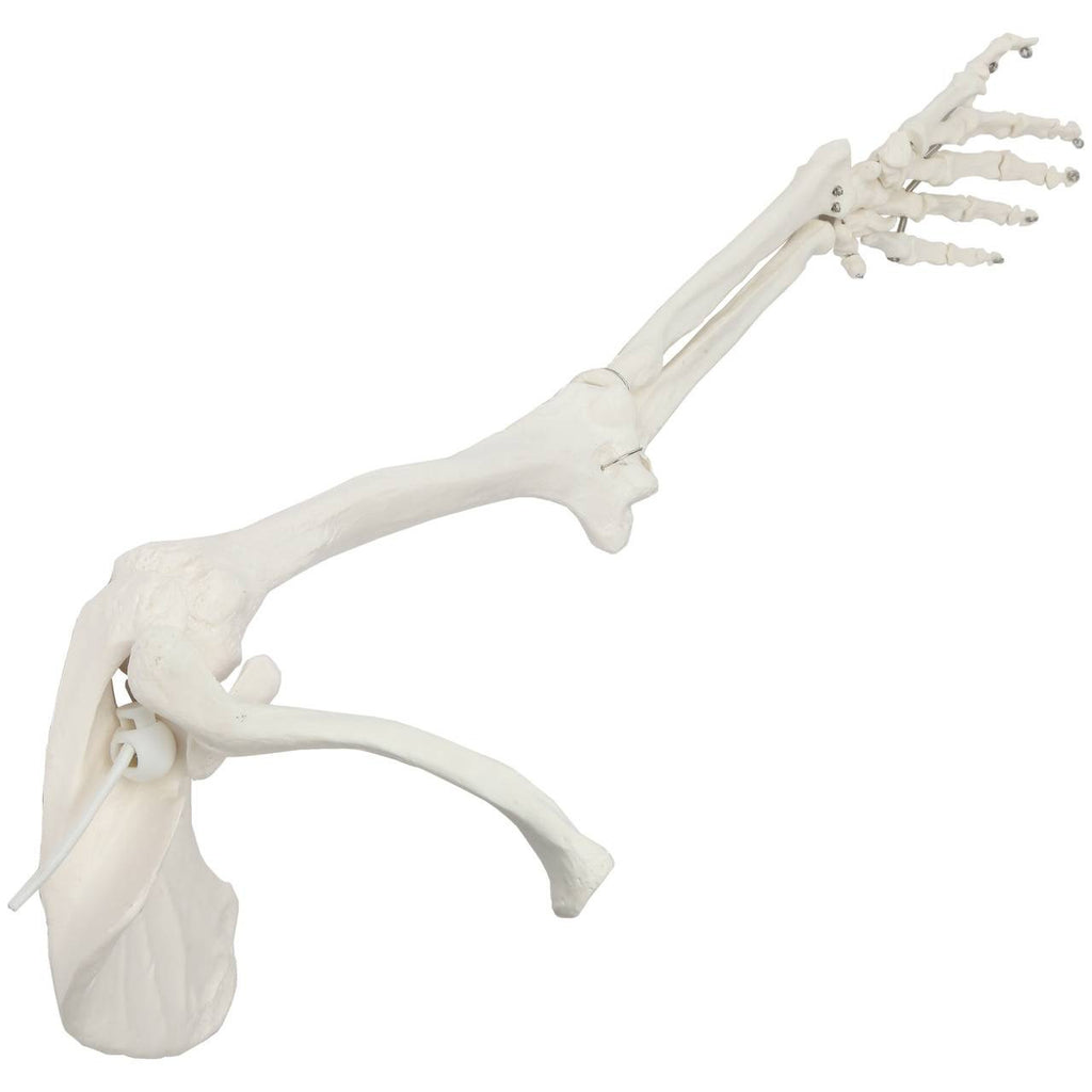 Evotech Scientific Life-Size Human Right Arm Skeleton Model
