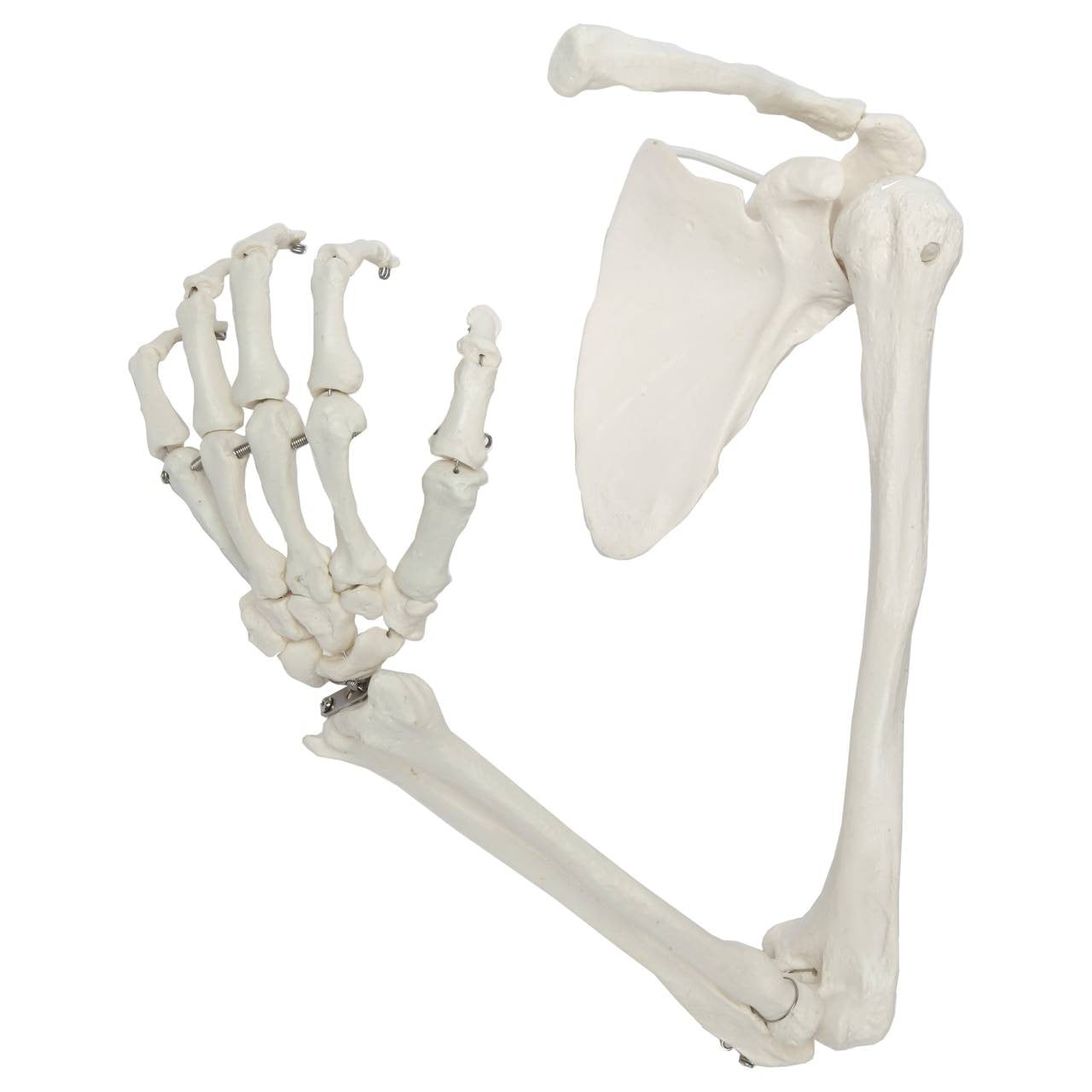 Evotech Scientific Life-Size Human Right Arm Skeleton Model