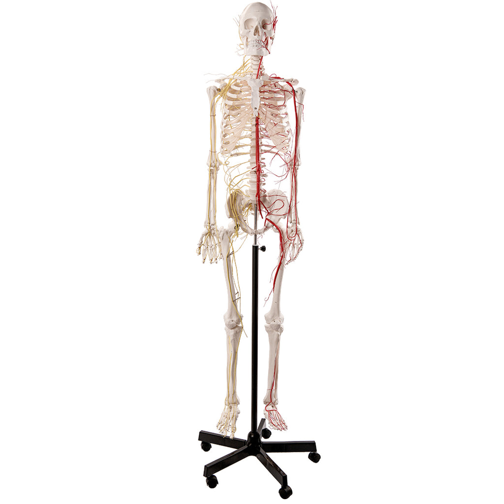 Evotech Scientific Life Size Human Skeleton W/ Nerves and Vesseles, 170cm