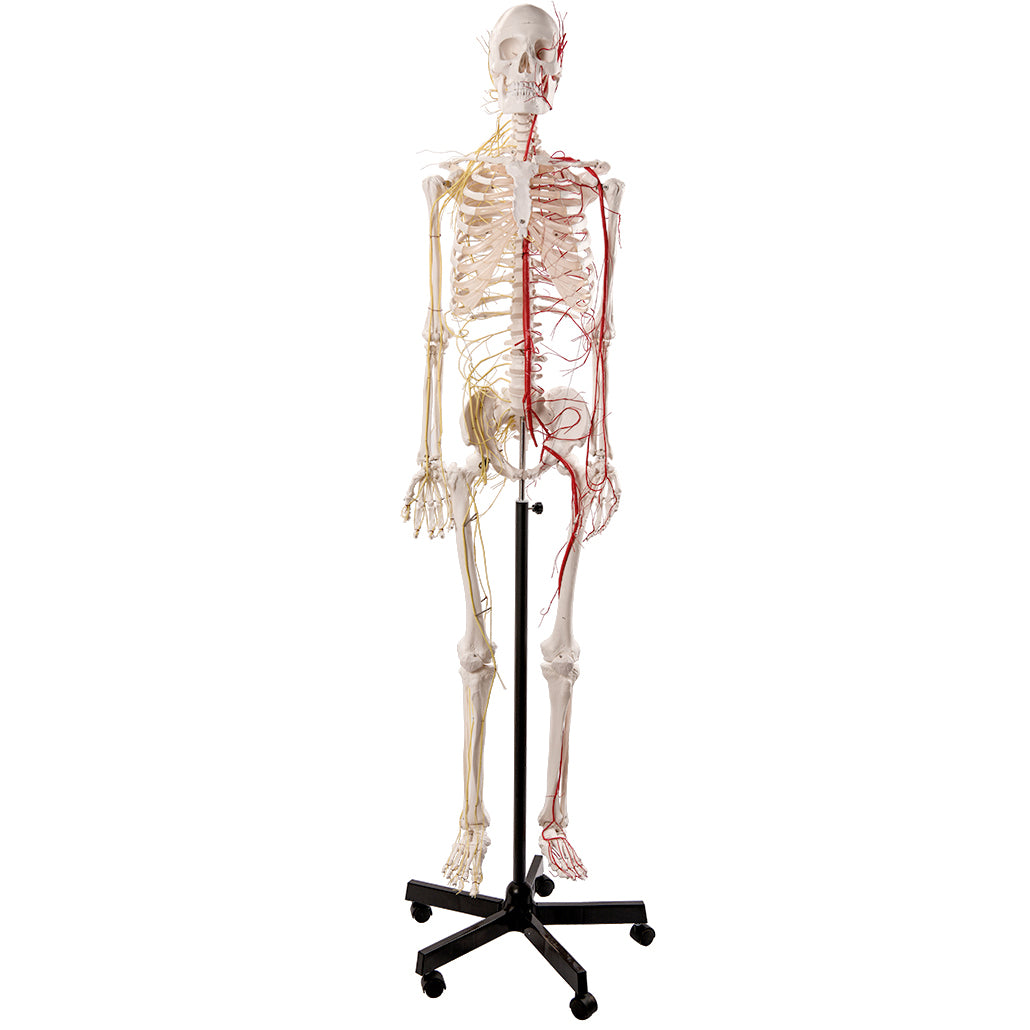 Evotech Scientific Life Size Human Skeleton W/ Nerves and Vesseles, 170cm
