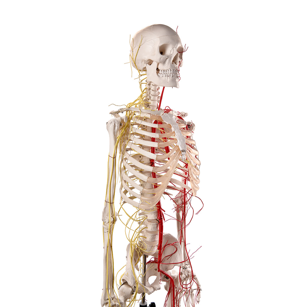 Evotech Scientific Life Size Human Skeleton W/ Nerves and Vesseles, 170cm