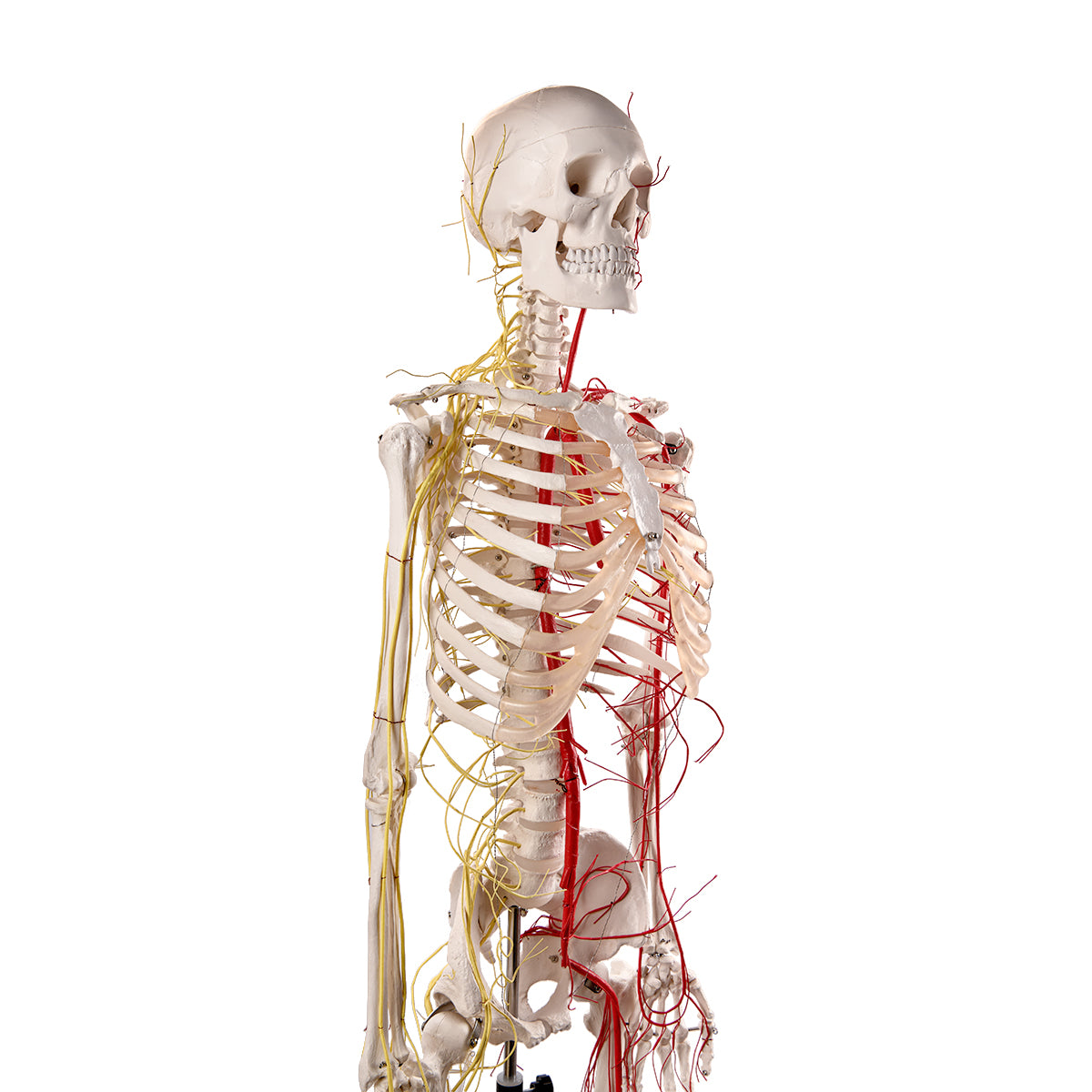 Evotech Scientific Life Size Human Skeleton W/ Nerves and Vesseles, 170cm