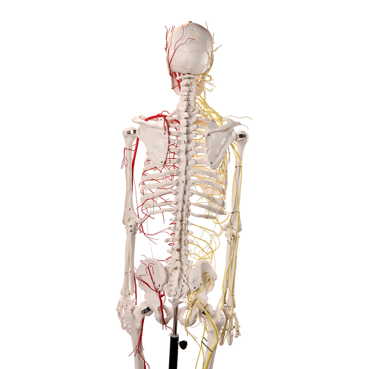 Evotech Scientific Life Size Human Skeleton W/ Nerves and Vesseles, 170cm