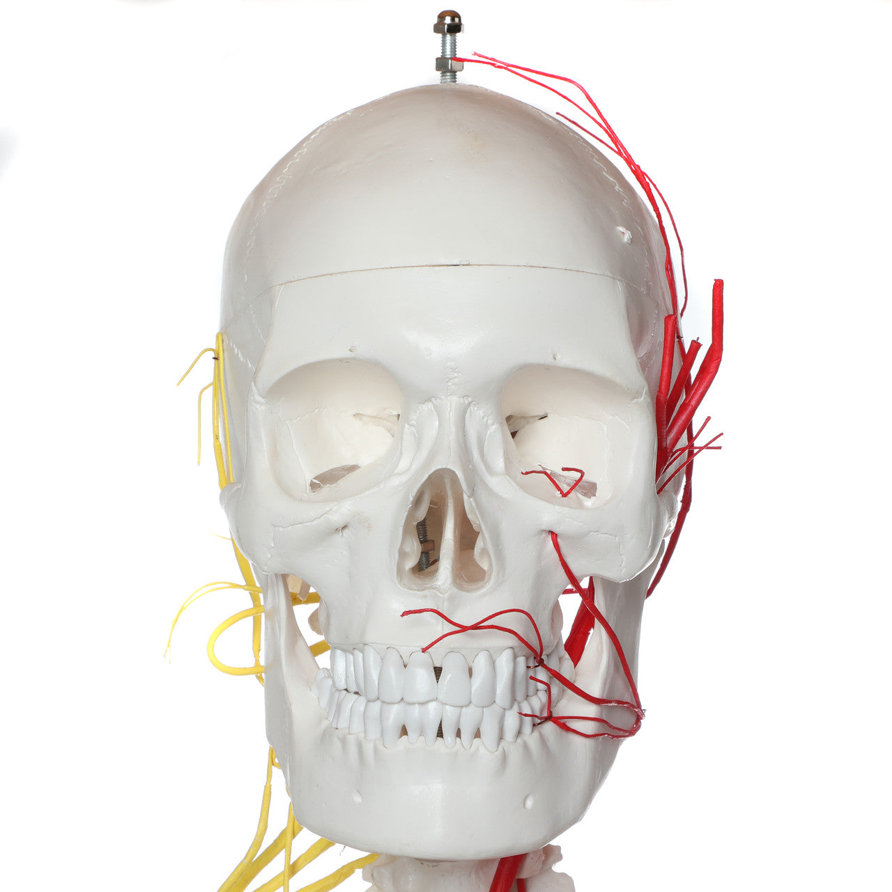 Evotech Scientific Life Size Human Skeleton W/ Nerves and Vesseles, 170cm