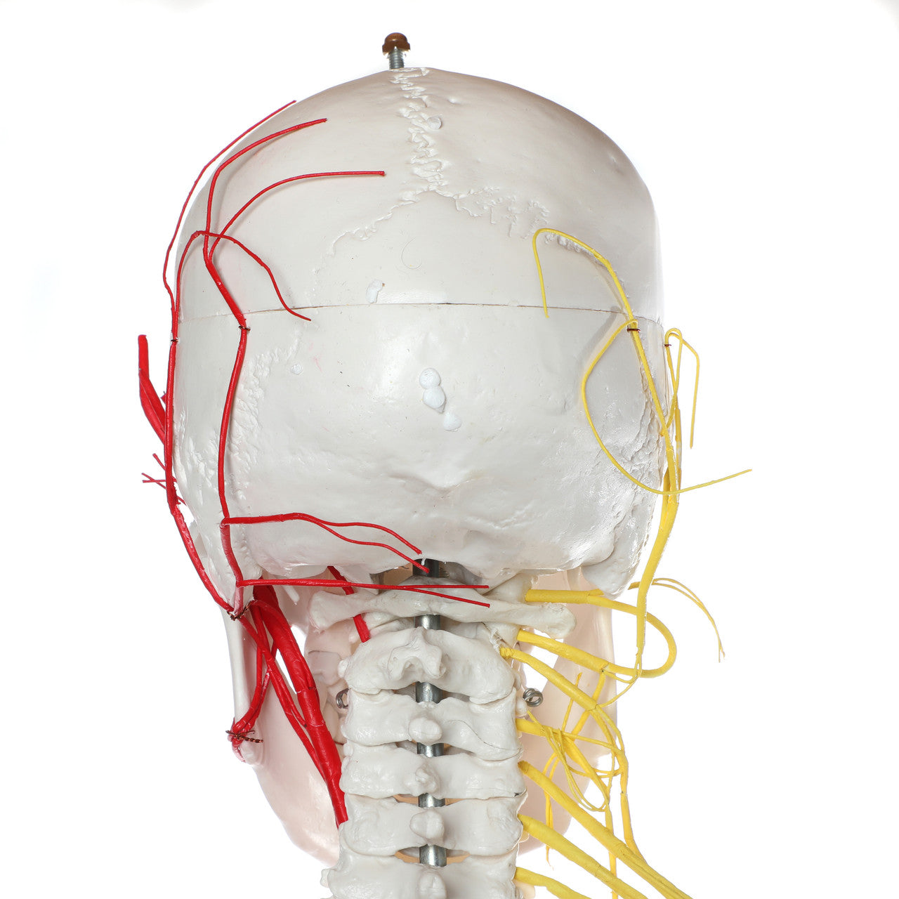 Evotech Scientific Life Size Human Skeleton W/ Nerves and Vesseles, 170cm