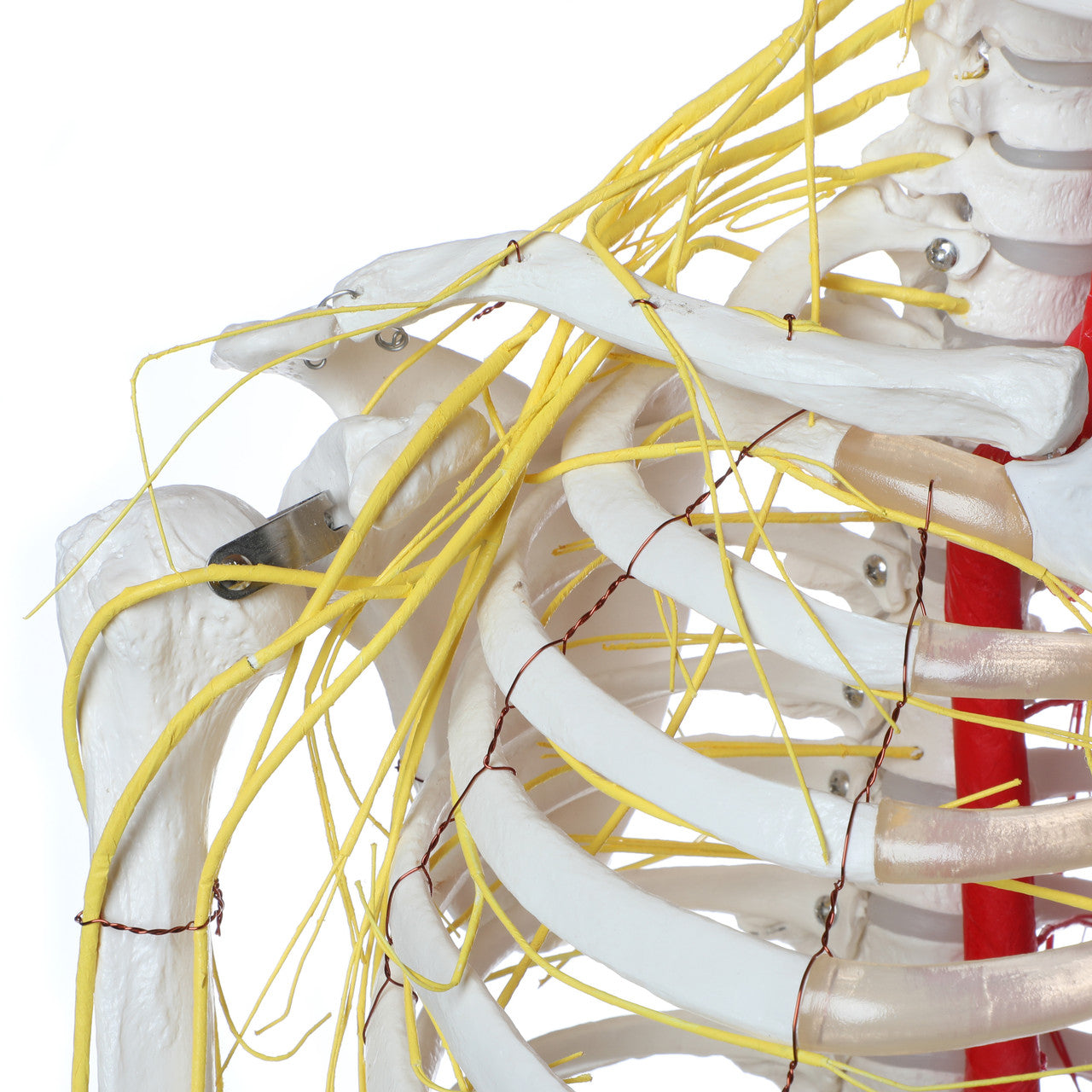 Evotech Scientific Life Size Human Skeleton W/ Nerves and Vesseles, 170cm