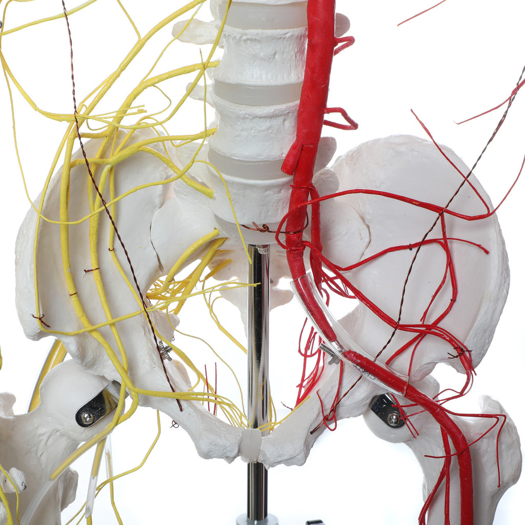 Evotech Scientific Life Size Human Skeleton W/ Nerves and Vesseles, 170cm