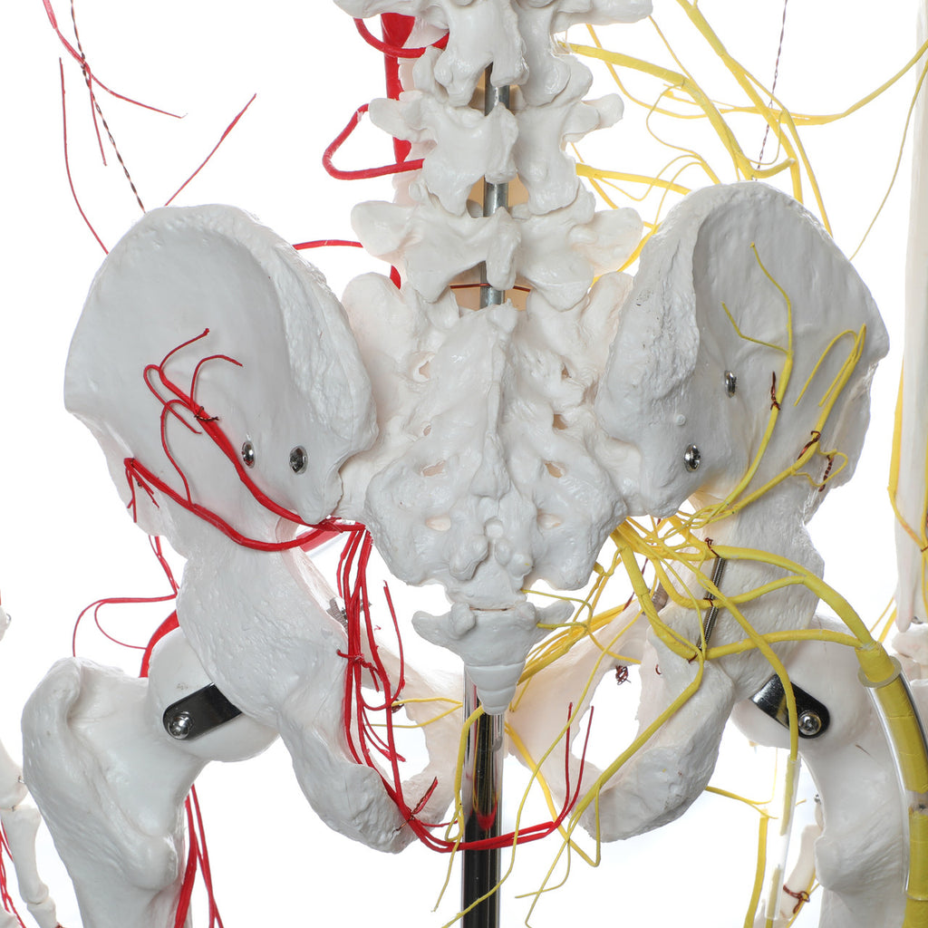 Evotech Scientific Life Size Human Skeleton W/ Nerves and Vesseles, 170cm