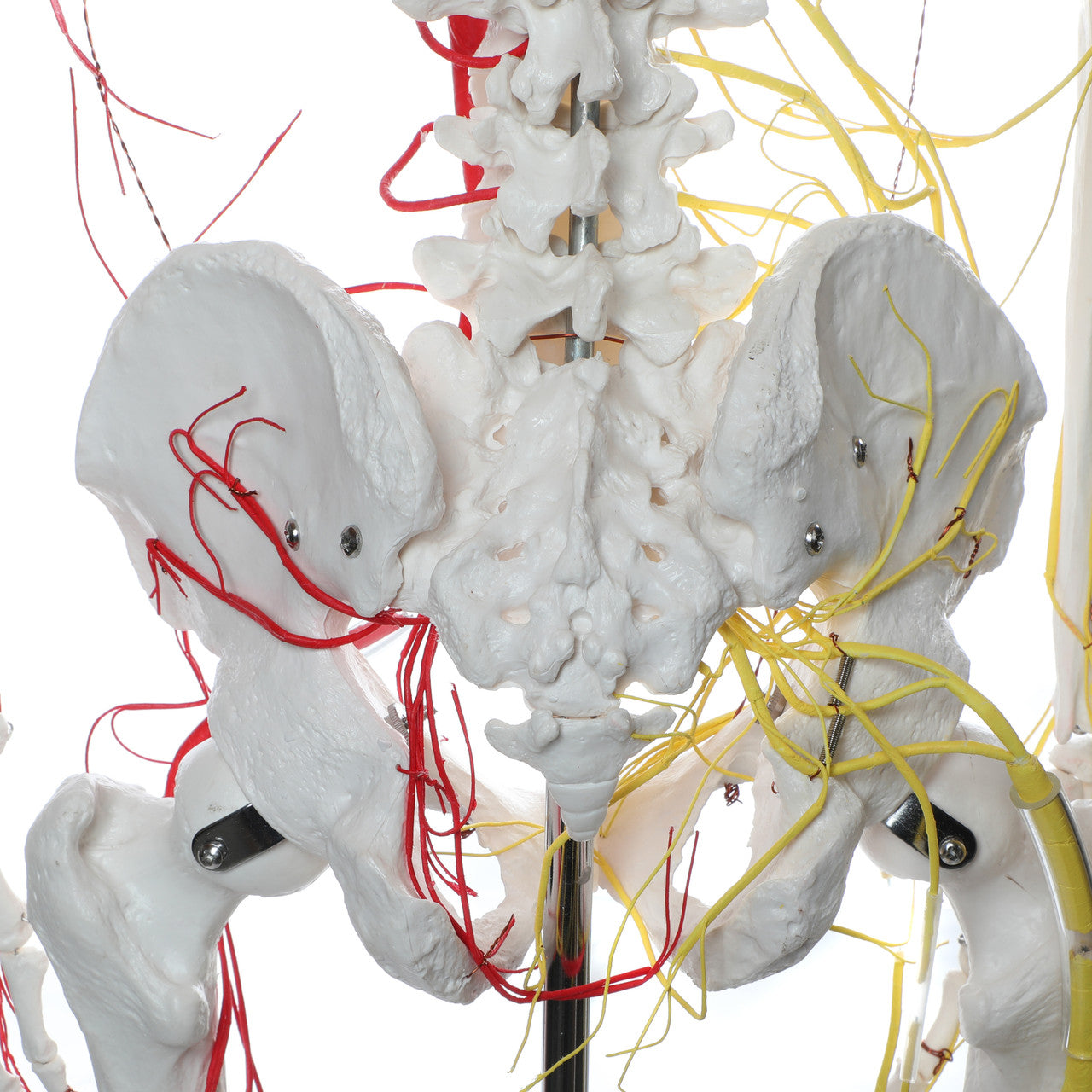 Evotech Scientific Life Size Human Skeleton W/ Nerves and Vesseles, 170cm