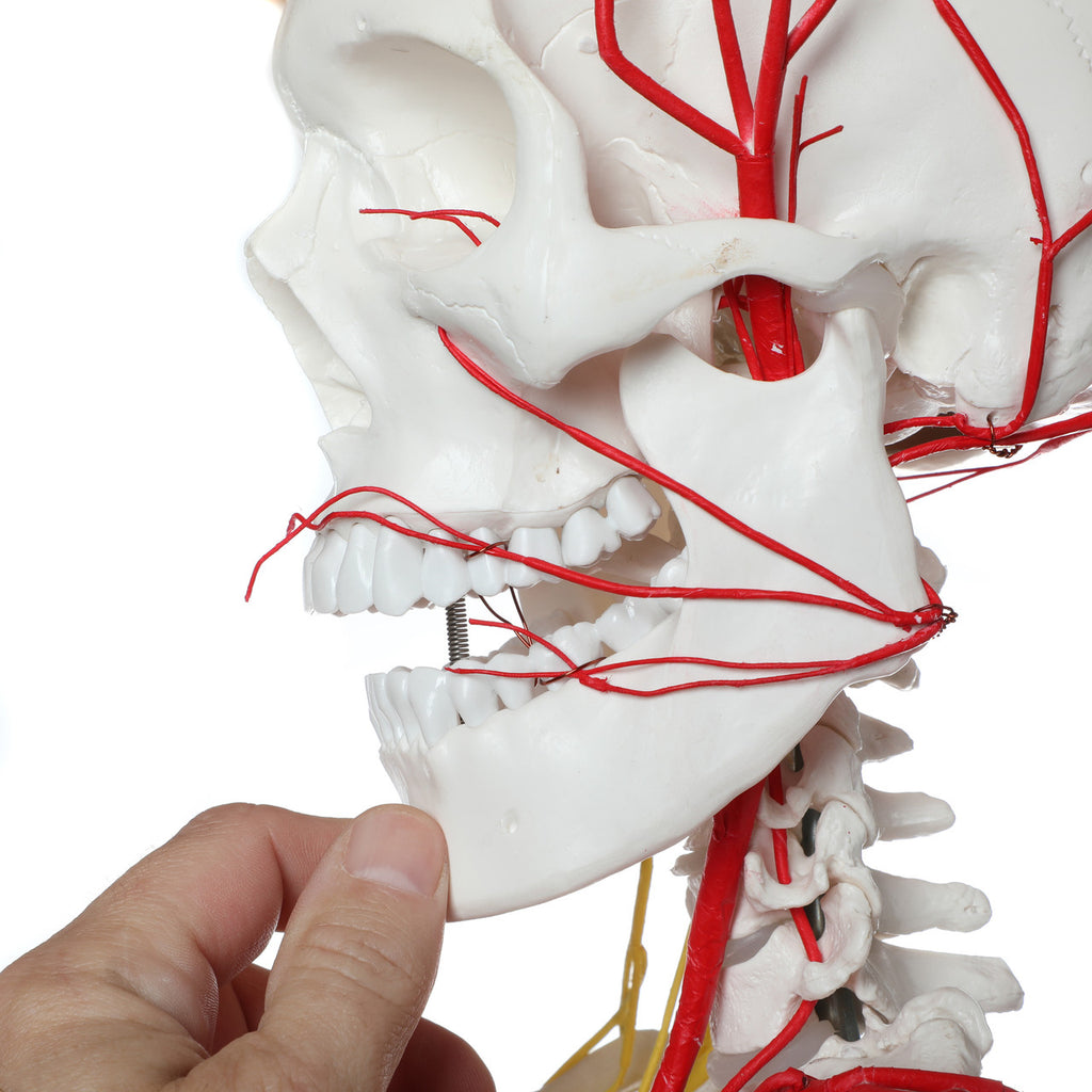 Evotech Scientific Life Size Human Skeleton W/ Nerves and Vesseles, 170cm