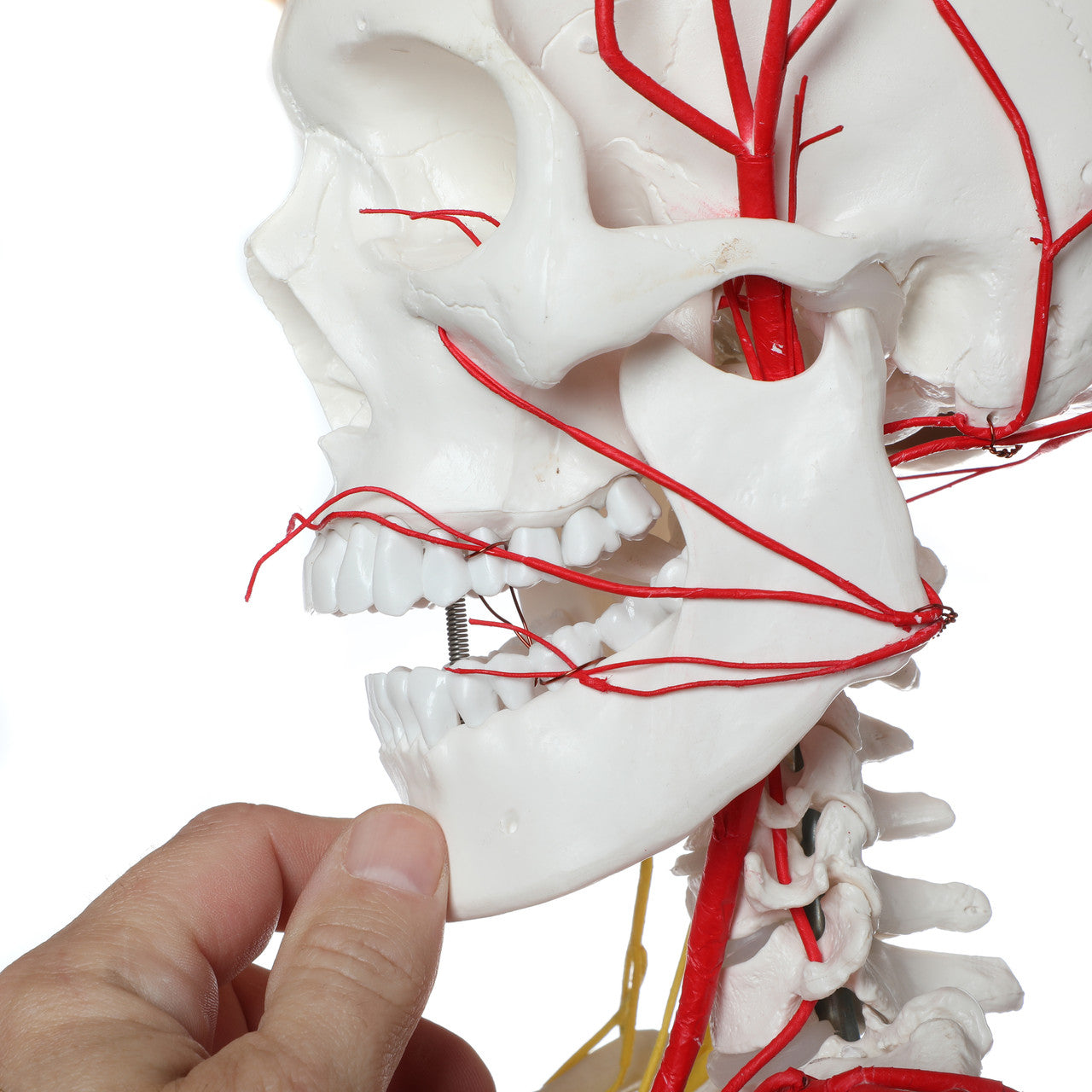 Evotech Scientific Life Size Human Skeleton W/ Nerves and Vesseles, 170cm