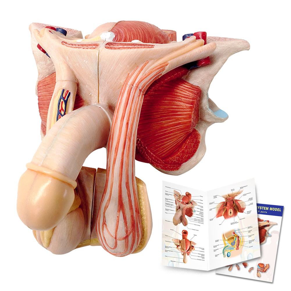 Evotech Scientific Life Size Male Genital Organ Model 5-Parts Median Section