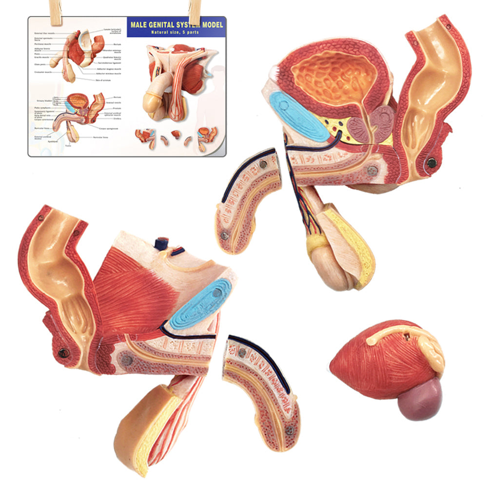 Evotech Scientific Life Size Male Genital Organ Model 5-Parts Median Section