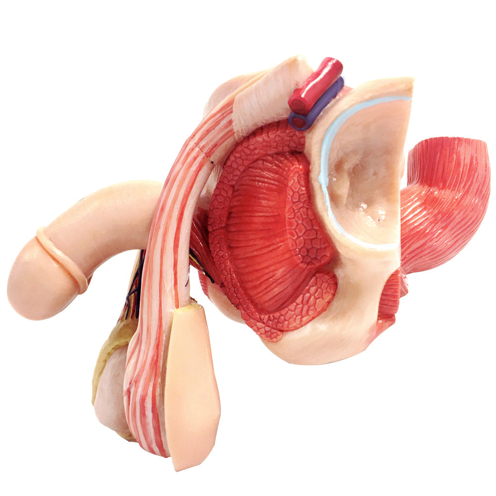 Evotech Scientific Life Size Male Genital Organ Model 5-Parts Median Section