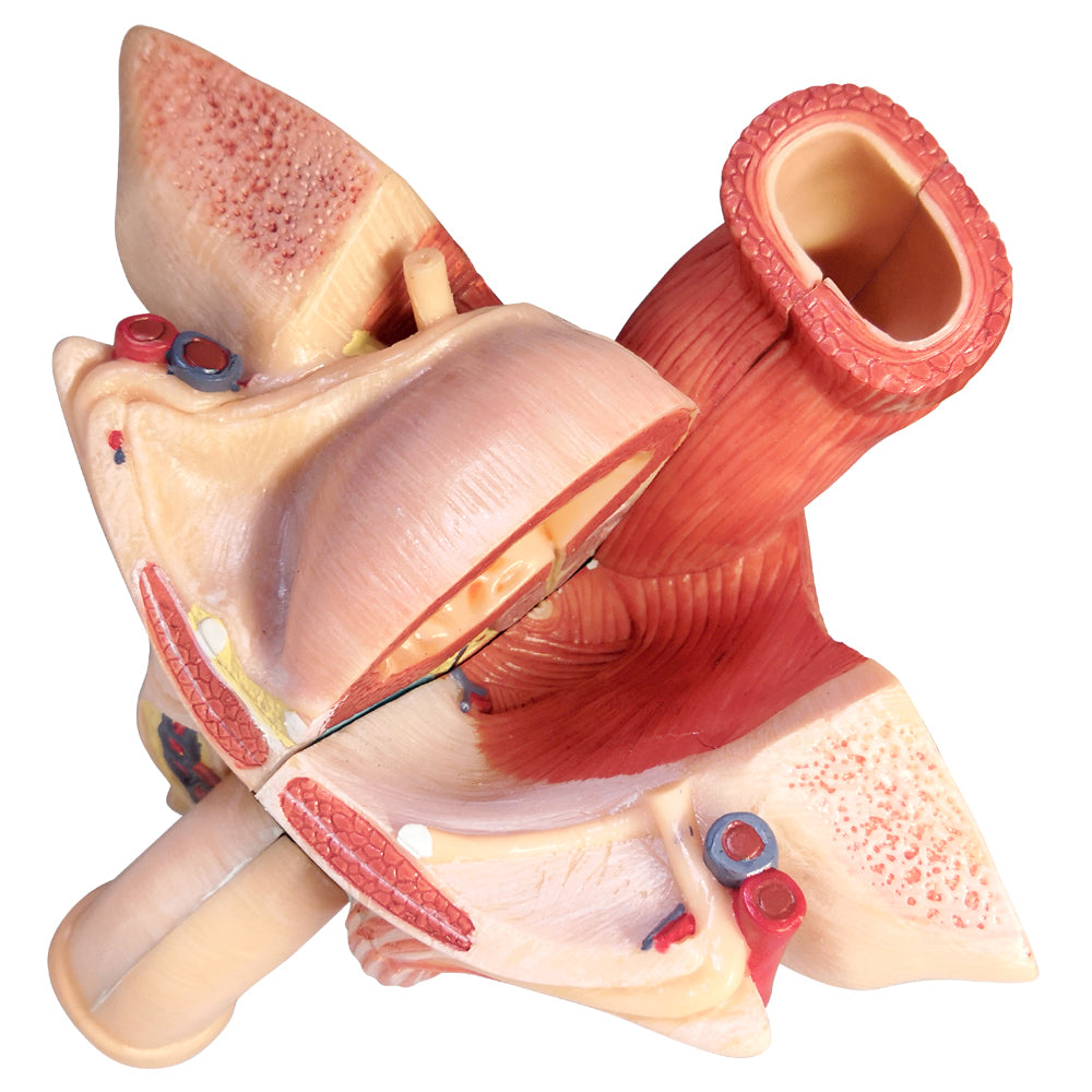 Evotech Scientific Life Size Male Genital Organ Model 5-Parts Median Section