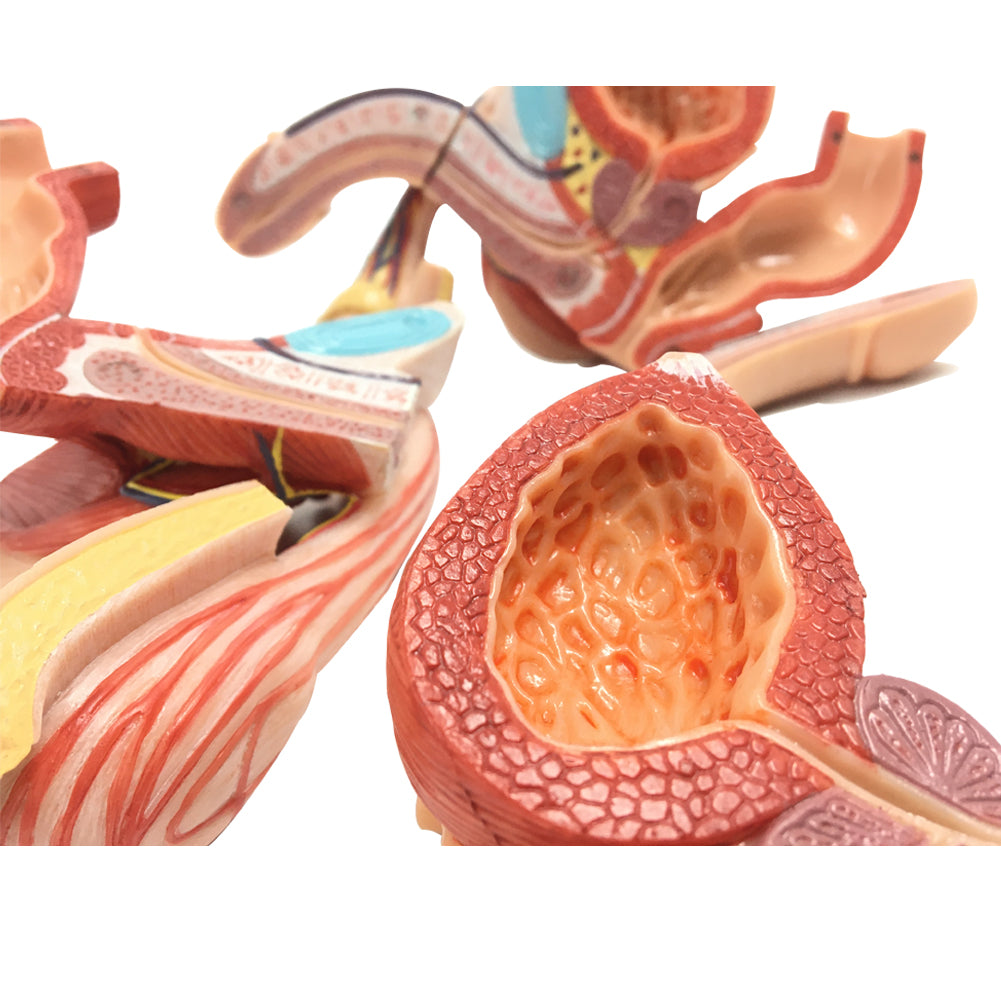 Evotech Scientific Life Size Male Genital Organ Model 5-Parts Median Section