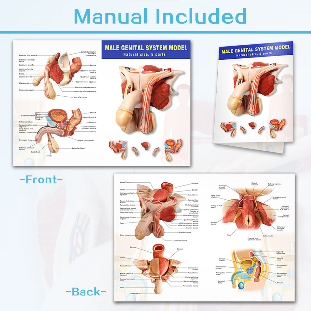 Evotech Scientific Life Size Male Genital Organ Model 5-Parts Median Section