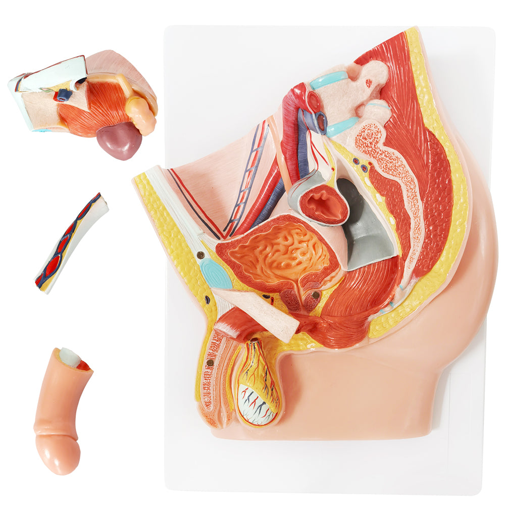 Evotech Scientific Life Size Male Pelvis Reproductive Anatomy Model with Muscular, Urinary, and Reproductive System
