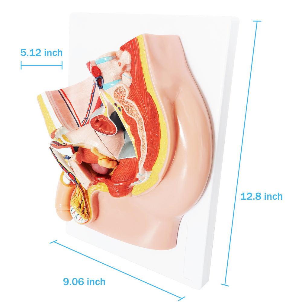 Evotech Scientific Life Size Male Pelvis Reproductive Anatomy Model with Muscular, Urinary, and Reproductive System