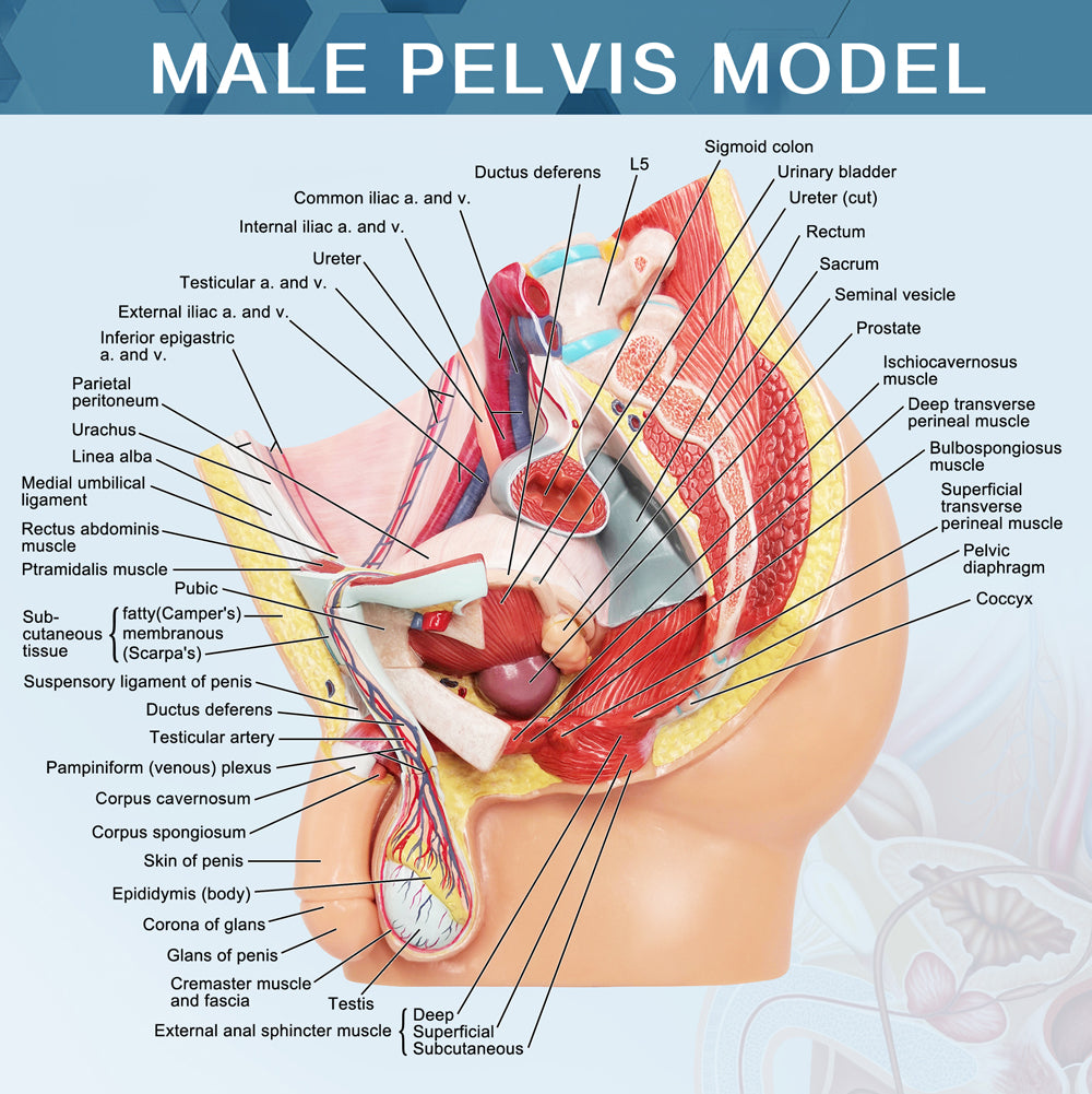 Evotech Scientific Life Size Male Pelvis Reproductive Anatomy Model with Muscular, Urinary, and Reproductive System