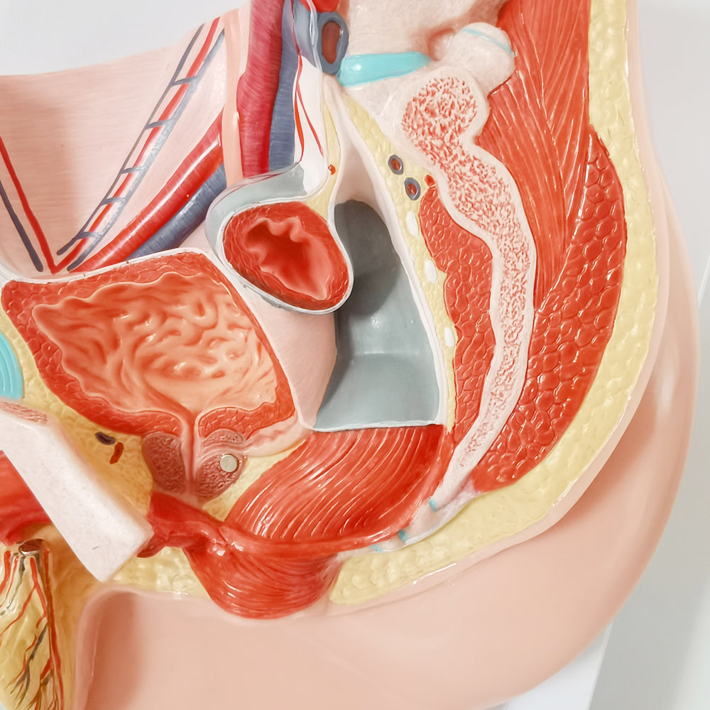 Evotech Scientific Life Size Male Pelvis Reproductive Anatomy Model with Muscular, Urinary, and Reproductive System