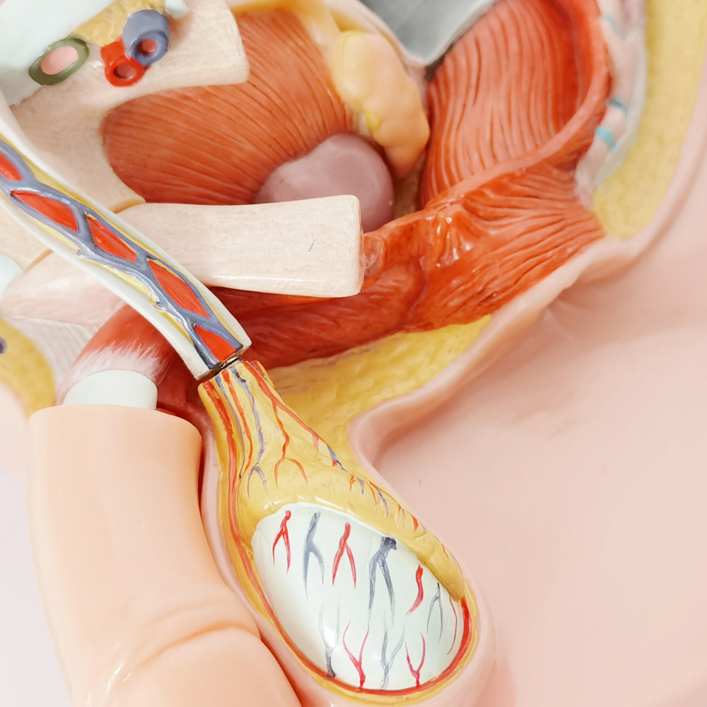 Evotech Scientific Life Size Male Pelvis Reproductive Anatomy Model with Muscular, Urinary, and Reproductive System
