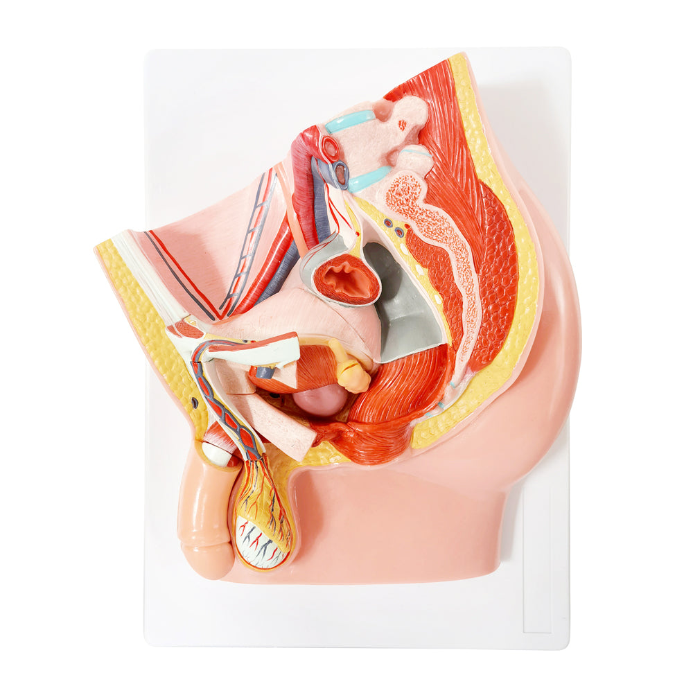 Evotech Scientific Life Size Male Pelvis Reproductive Anatomy Model with Muscular, Urinary, and Reproductive System