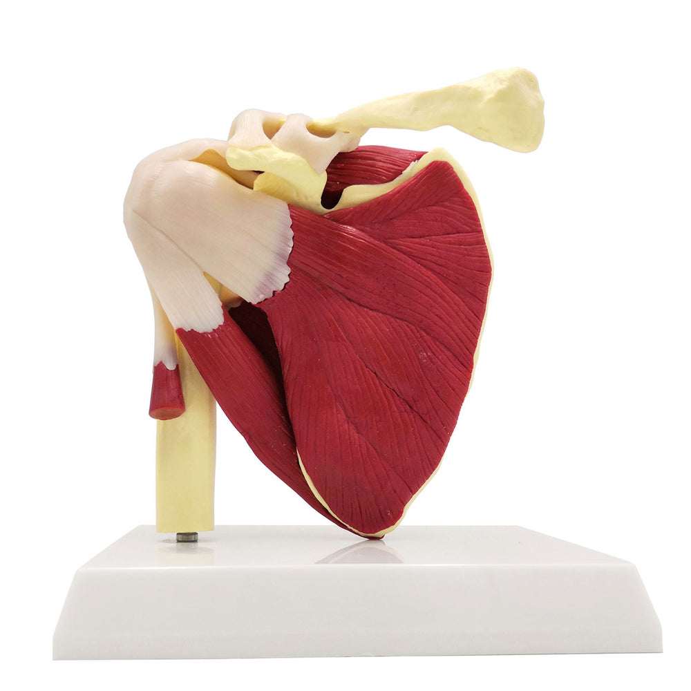 Extremities And Joints Models Evotechscientific extremities-and-joints-models-evotechscientific