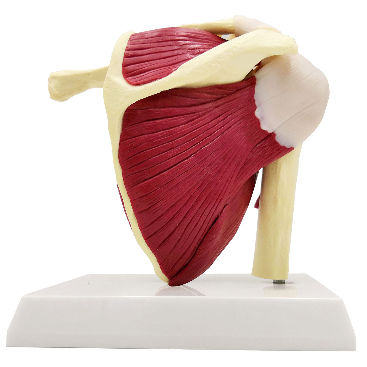 Evotech Scientific Life-Sized Shoulder Joint with Muscles Anatomy Model
