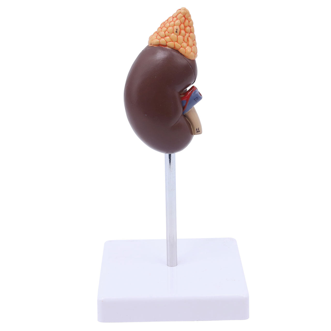 Evotech Scientific Life-size Human Kidney with Adrenal Gland Model 