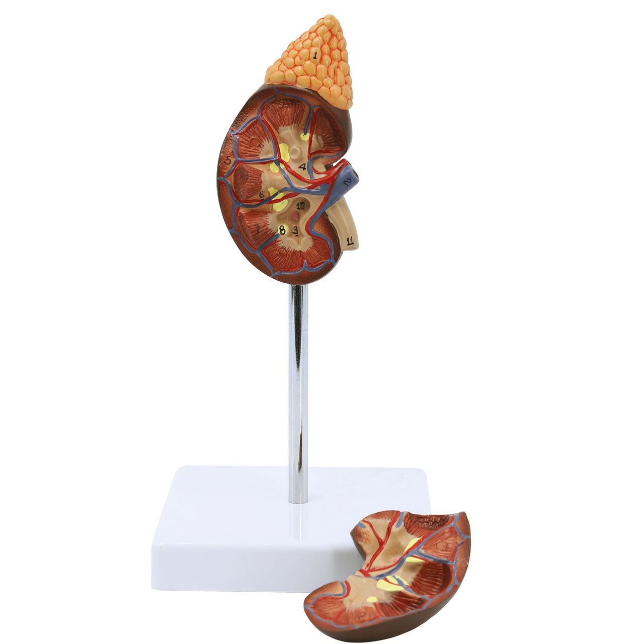 Evotech Scientific Life-size Human Kidney with Adrenal Gland Model 