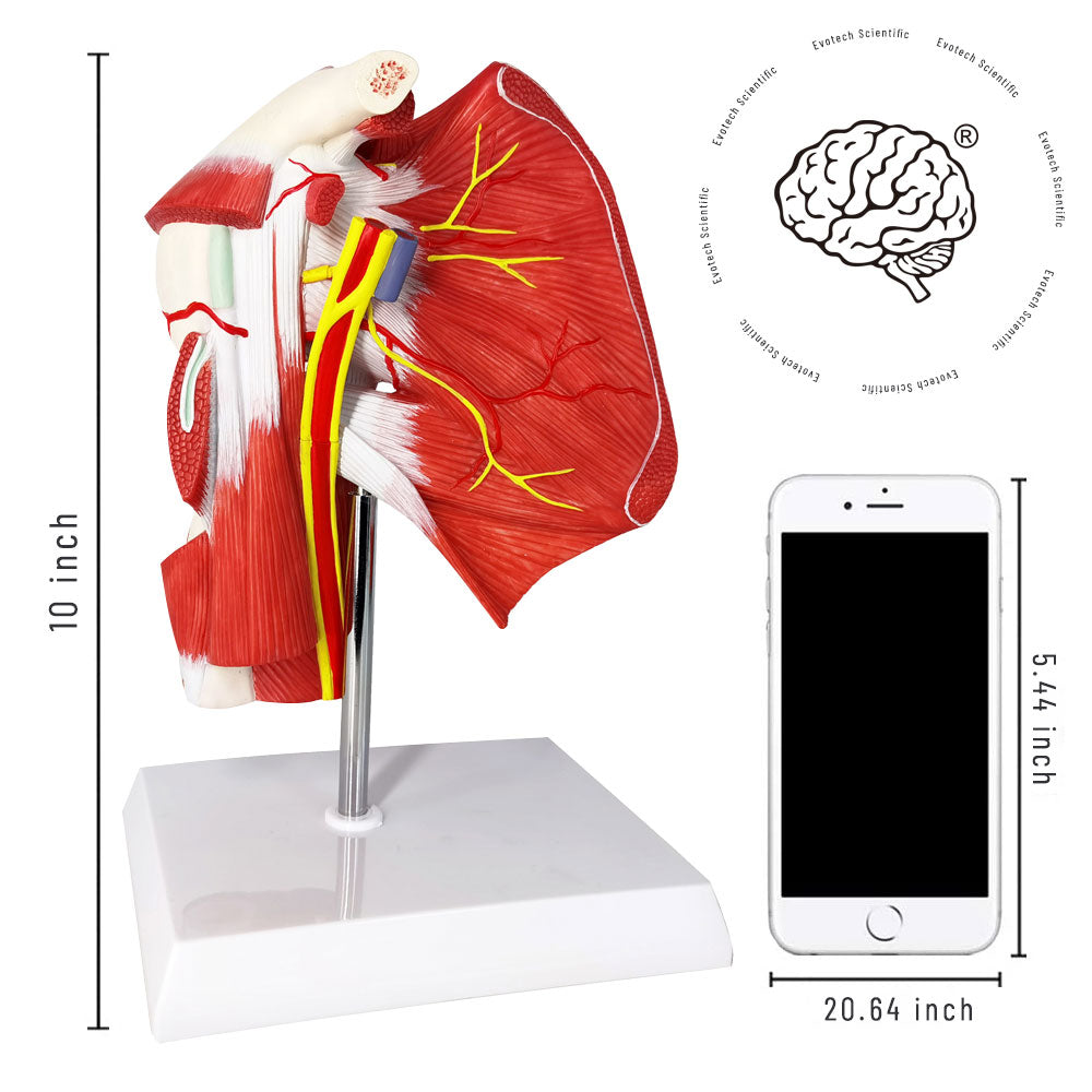 Evotech Scientific Life-size Muscled Shoulder Joint Model