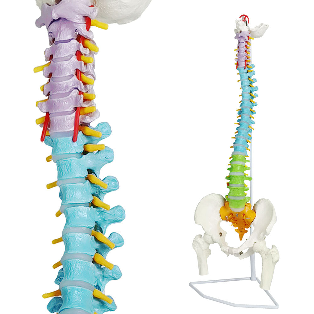 Evotech Scientific Medical Quality Flexible Human Spine & Pelvis Color Anatomical Model