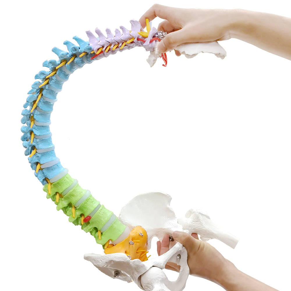 Evotech Scientific Medical Quality Flexible Human Spine & Pelvis Color Anatomical Model