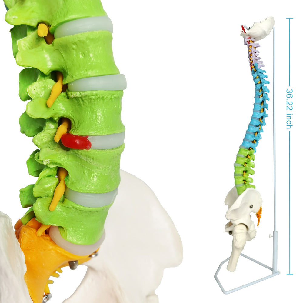 Evotech Scientific Medical Quality Flexible Human Spine & Pelvis Color Anatomical Model